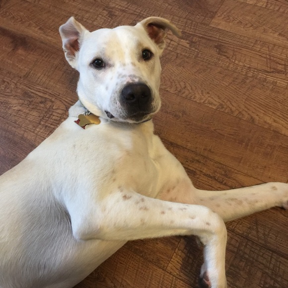 Meet your Posher, Steve - Picture 1 of 1